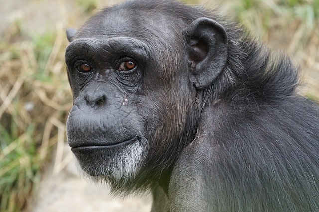 ape gorilla dream meaning