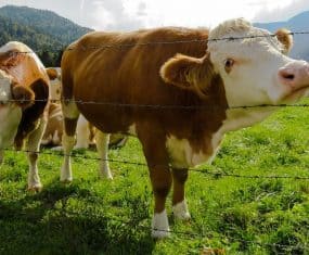 cow dream meaning
