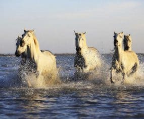 horse dream interpretation