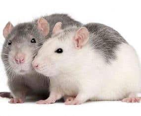 rat dream meaning