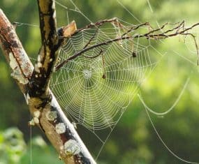spider dream meaning