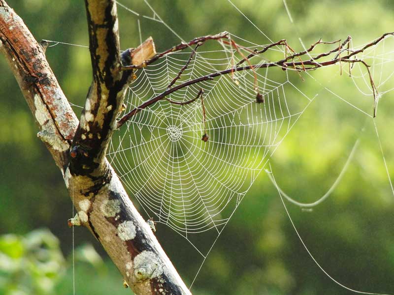Spider Dream Meaning Signs Symbols And Spirit Animals