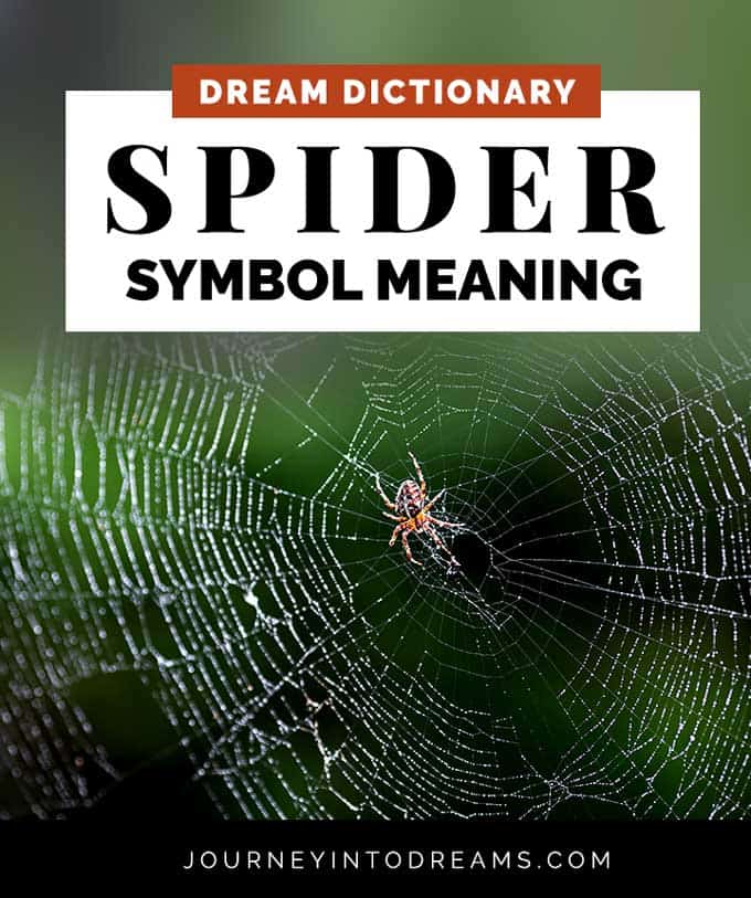 Spider Dream Meaning Signs Symbols And Spirit Animals What Does It Mean To Dream About Spiders